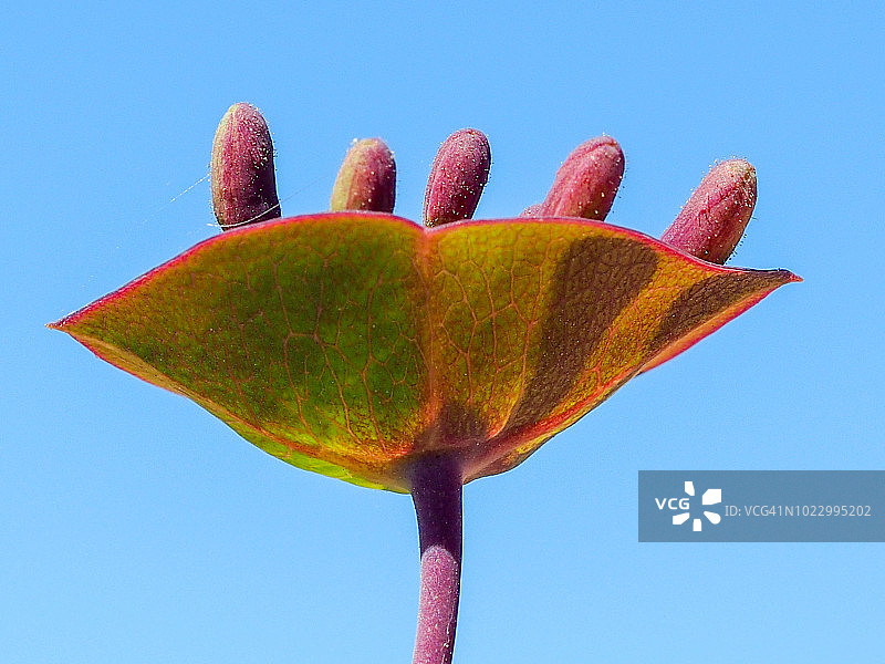 盘旋忍冬图片素材