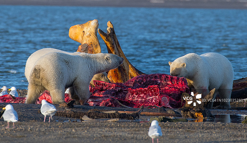 北极熊图片素材