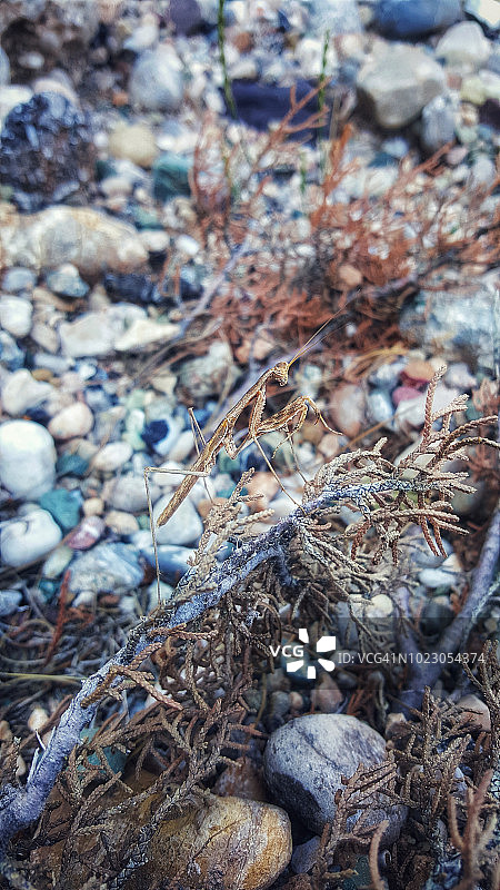 草丛中的螳螂图片素材