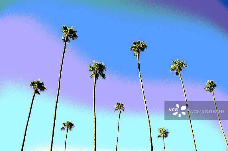 拉古纳海滩棕榈树图片素材