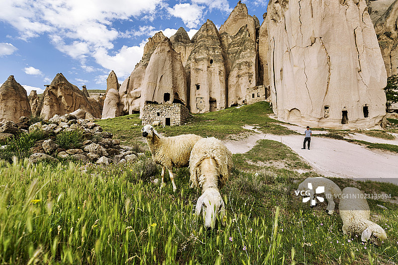土耳其阿克萨赖省居泽尔于尔特塞利梅，在牧场上吃草的羊图片素材
