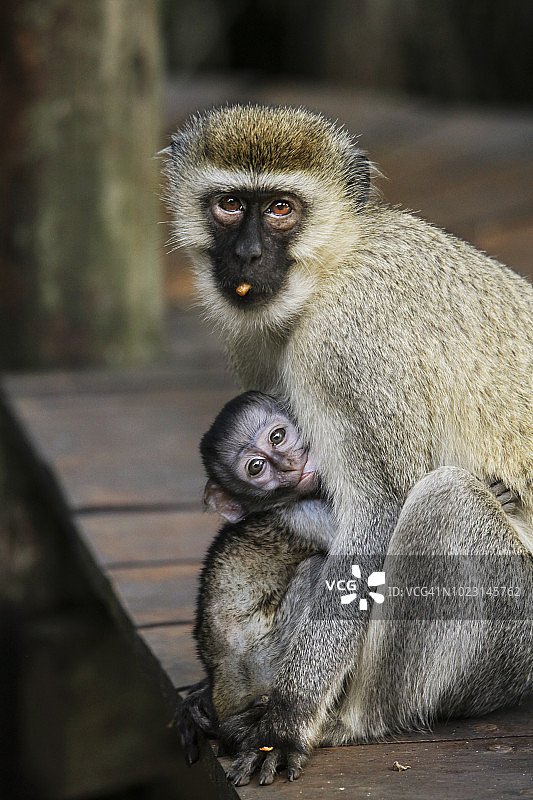 乌干达基格齐国家公园，长尾猴哺乳幼崽图片素材