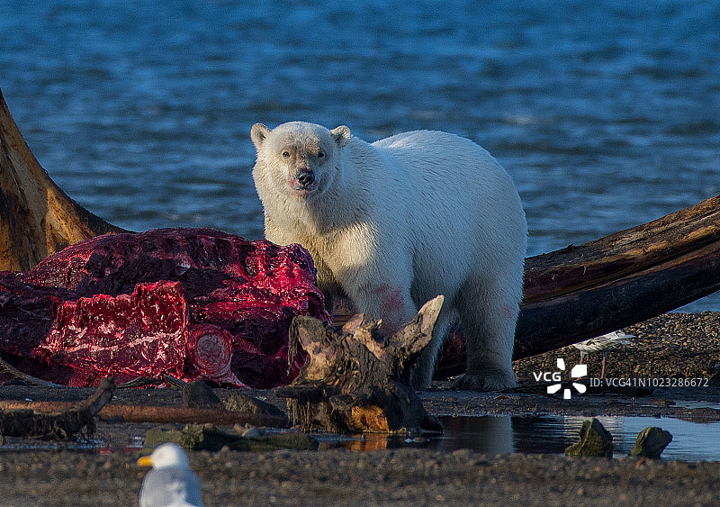 在阿拉斯加捕食鲸鱼尸体的北极熊图片素材