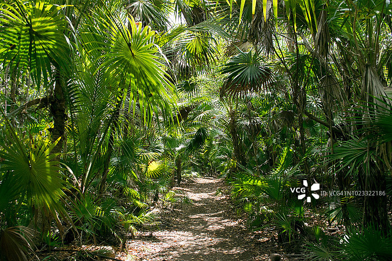 墨西哥图卢姆热带雨林小径图片素材
