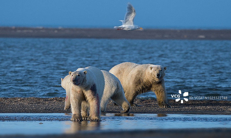 北极熊图片素材