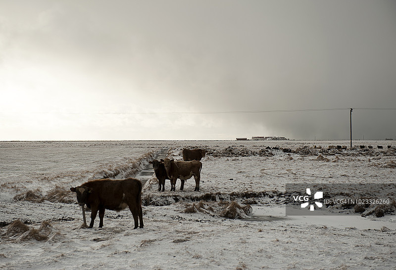 冰岛南部斯科加农舍的四头奶牛图片素材
