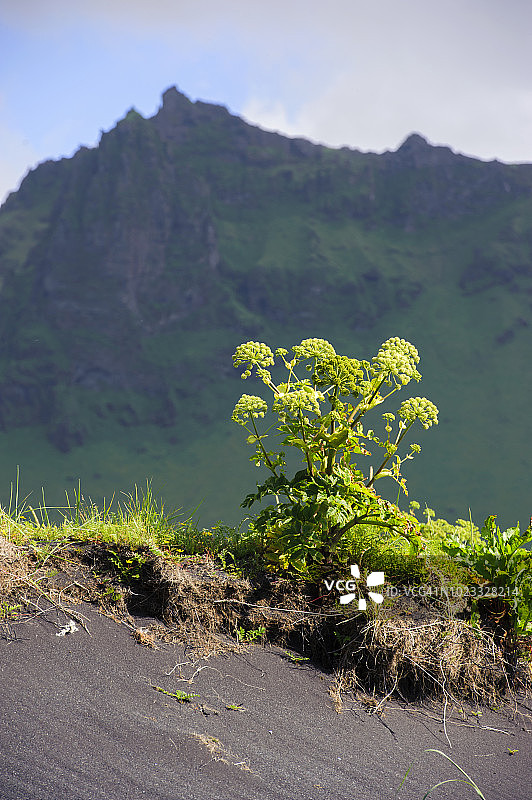 冰岛南部维克镇的当归植物图片素材