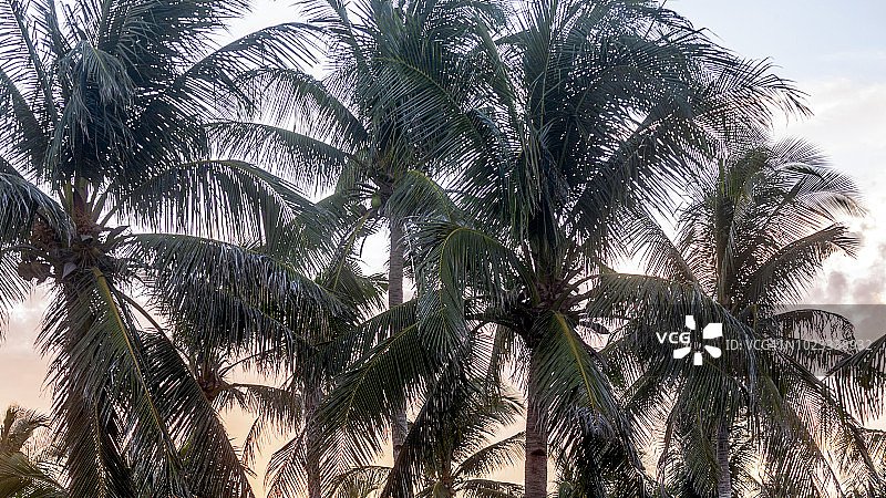 菲律宾东萨马的椰子树图片素材