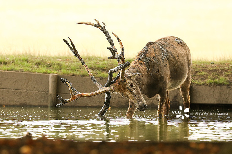 一头麋鹿（Elaphurus davidianus）站在水中，它正在与从泥里挖出来并放在自己身上的树枝搏斗图片素材