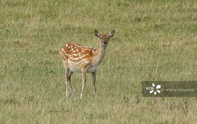 可爱雌性东北梅花鹿草地吃草图片素材
