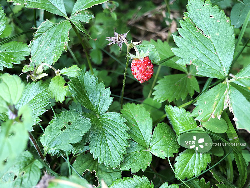 比利牛斯国家公园的野生草莓图片素材