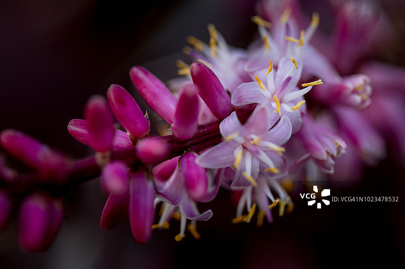 自然特写：植物和花卉的微距图像图片素材