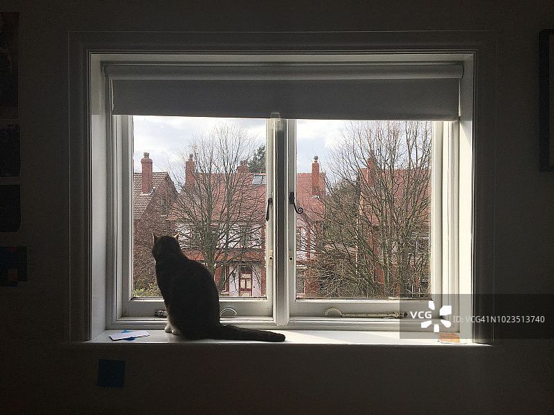 窗台上的虎斑猫图片素材