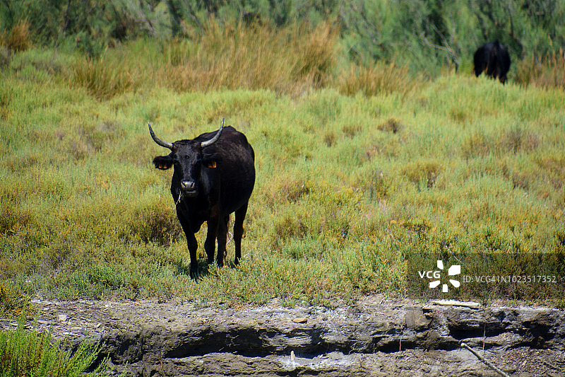 法国卡马格公牛图片素材