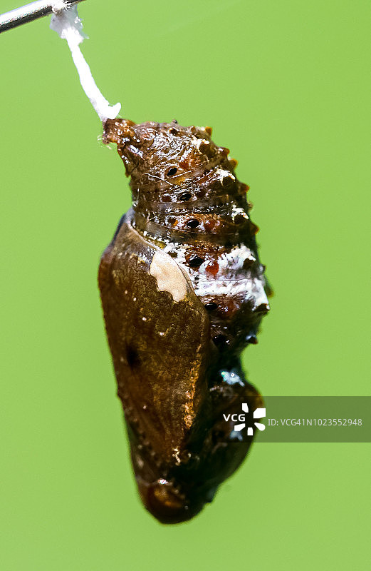 西班牙贝母蝶蛹的女王图片素材