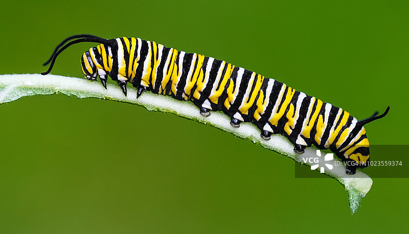 帝王蝶毛毛虫图片素材