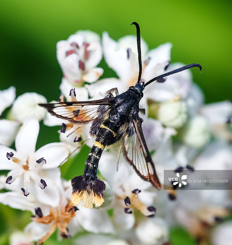 橙尾透翅蛾图片素材