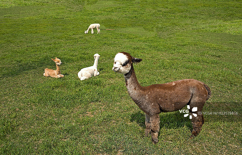 在多草牧场上的小羊驼图片素材