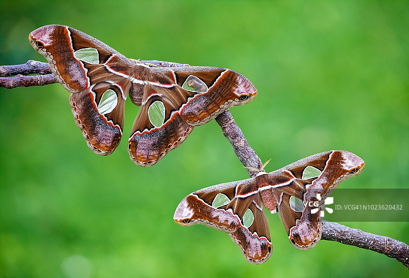 罗氏蚕蛾图片素材