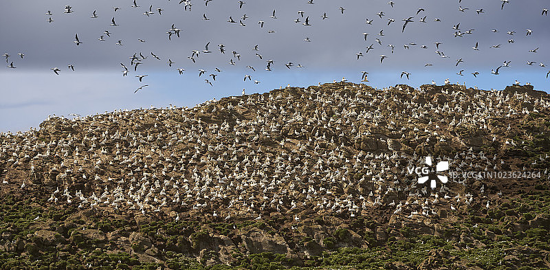 冰岛韦斯特曼群岛苏尔纳斯克岛的北鲣鸟群图片素材