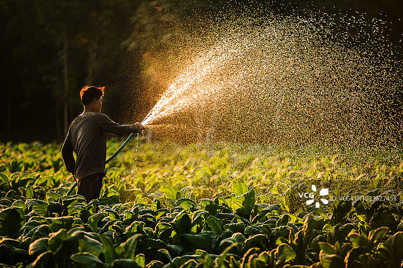 在泰国，农民在改造后的烟草种植地种植烟草图片素材