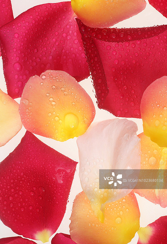 带有水滴的柔和芬芳的玫瑰花瓣图片素材