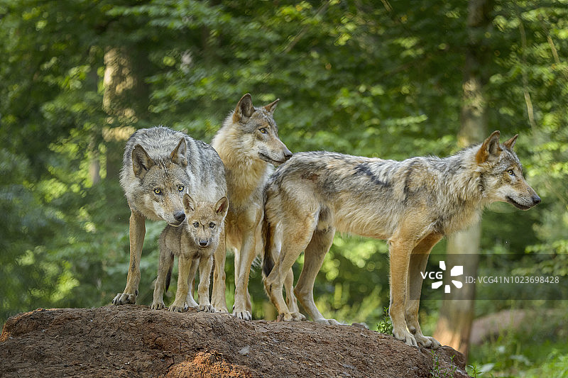 德国境内的欧洲灰狼群及幼崽图片素材