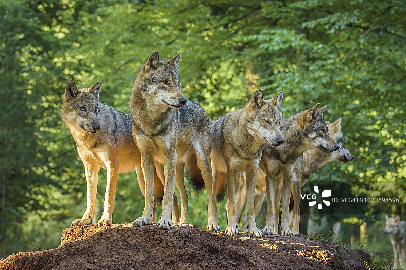 欧洲灰狼群，德国图片素材