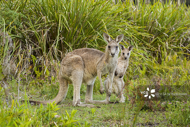 灰色袋鼠，大袋鼠，带幼崽的雌性，澳大利亚新南威尔士州穆拉马朗国家公园图片素材
