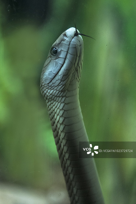 黑曼巴图片素材