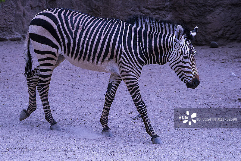 哈特曼山斑马图片素材