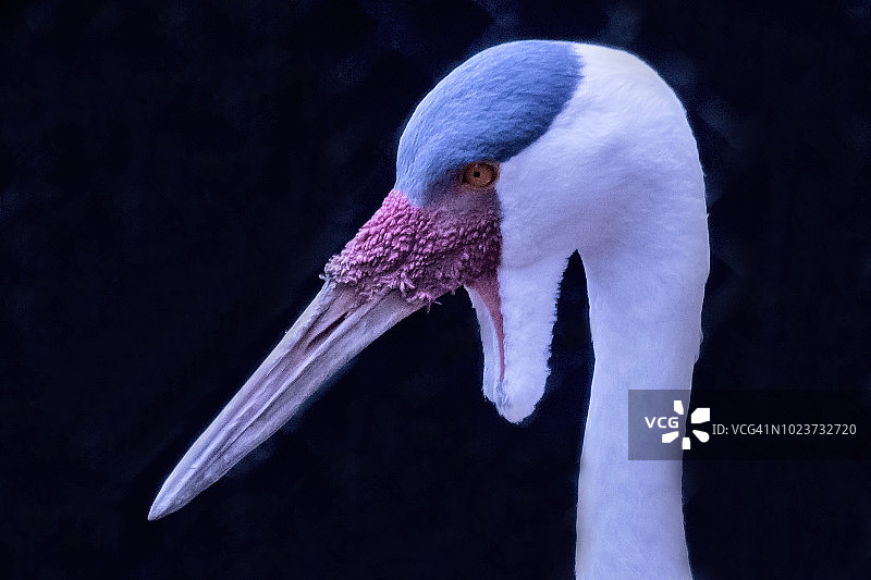 肉垂鹤图片素材