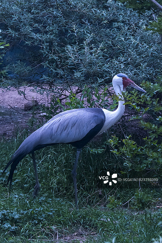 肉垂鹤图片素材