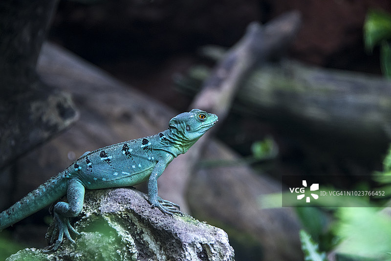 绿鬣蜥图片素材