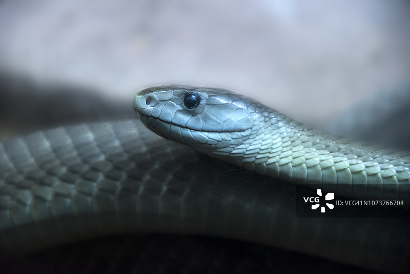 黑曼巴图片素材