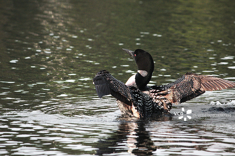 正在伸展的普通潜鸟图片素材