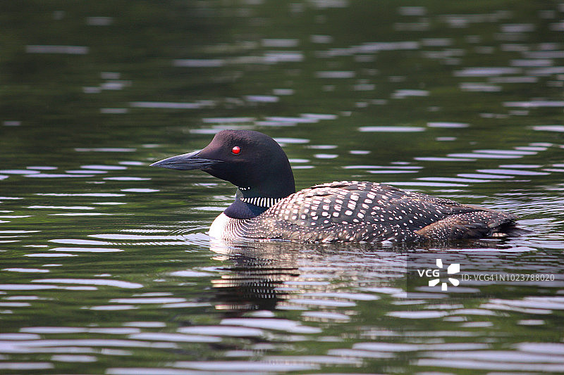 成年普通潜鸟图片素材