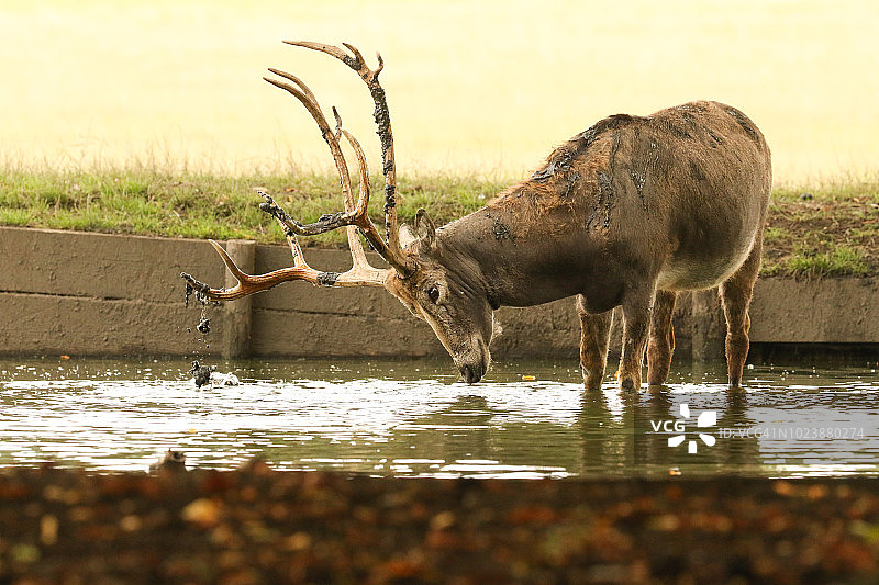 在水中站立的麋鹿，用角在湖中掘泥并将其扔到自己身上图片素材