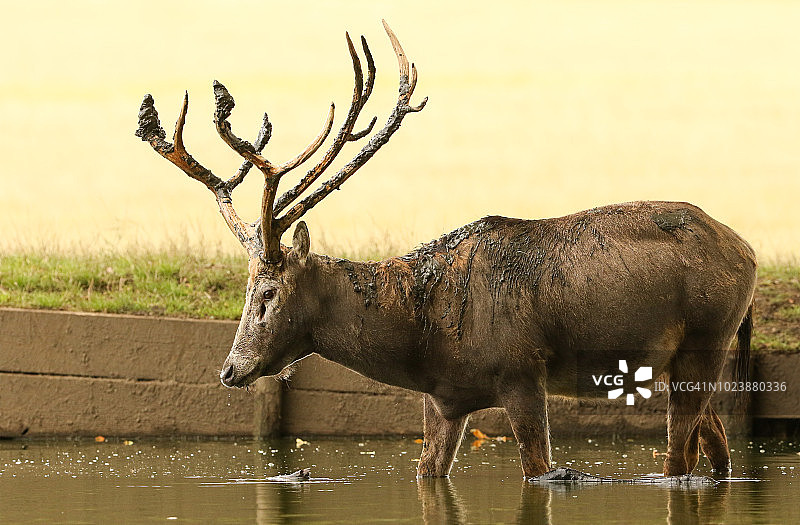 在水中站立的麋鹿，用角在湖中掘泥并将其扔到自己身上图片素材