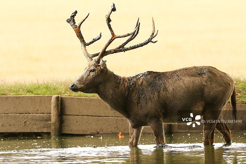 一头麋鹿在水中饮水图片素材