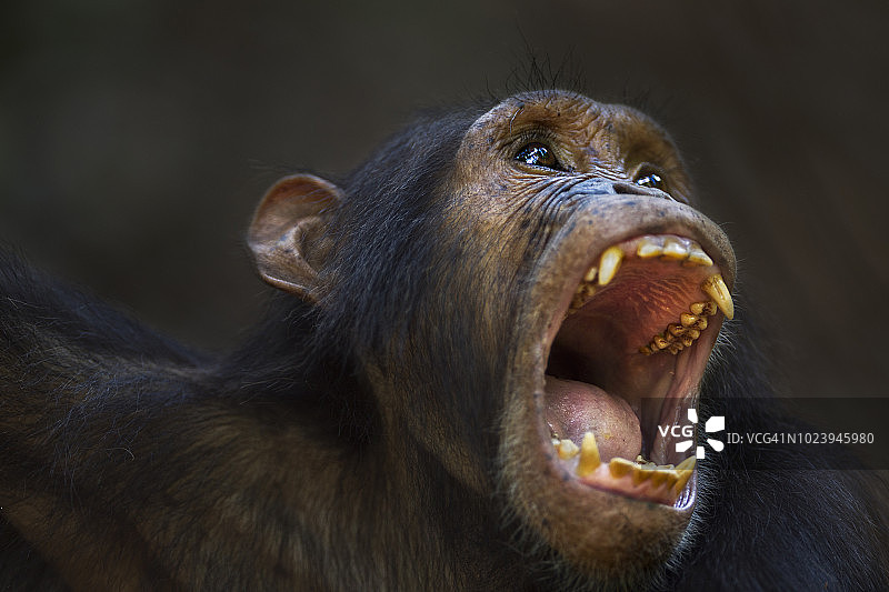 14岁东部黑猩猩少年雄性“泰山”打哈欠肖像图片素材