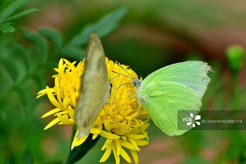 万寿菊和蝴蝶图片素材