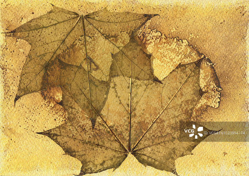 水彩背景上的叶脉图片素材