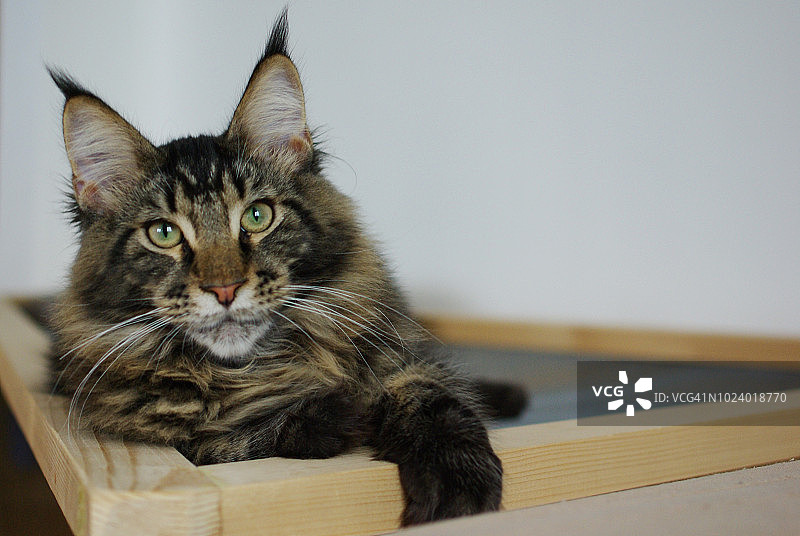 缅因库恩猫图片素材