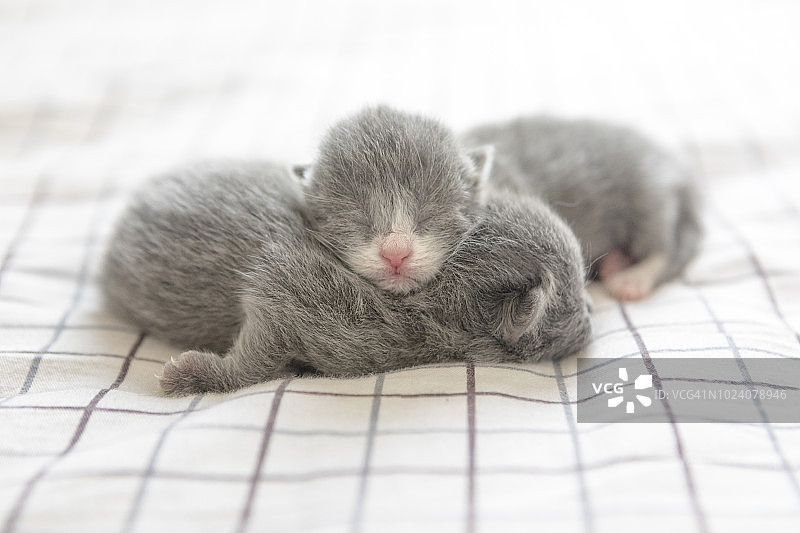两只新生小猫图片素材