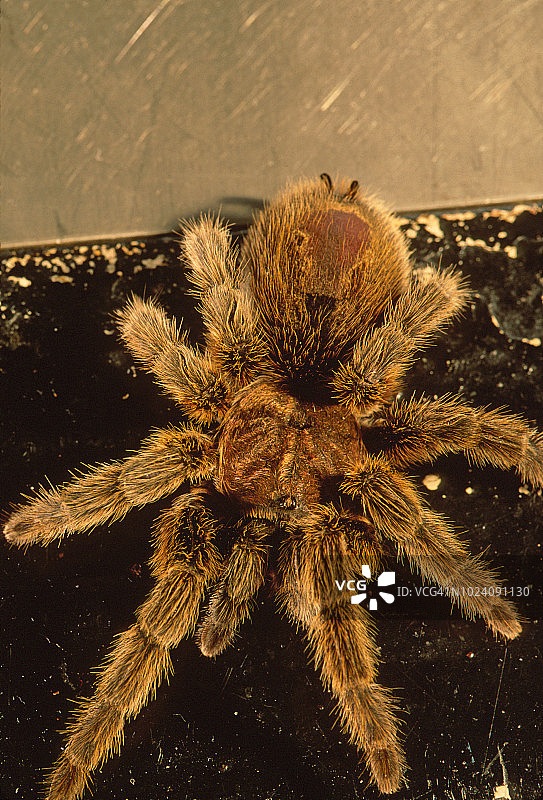 智利红玫瑰蜘蛛图片素材