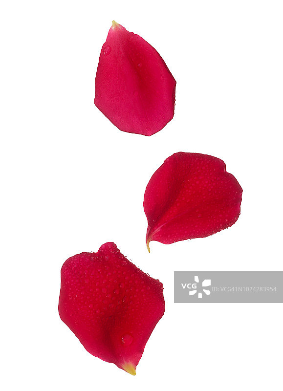 带水滴的红色玫瑰花瓣图片素材