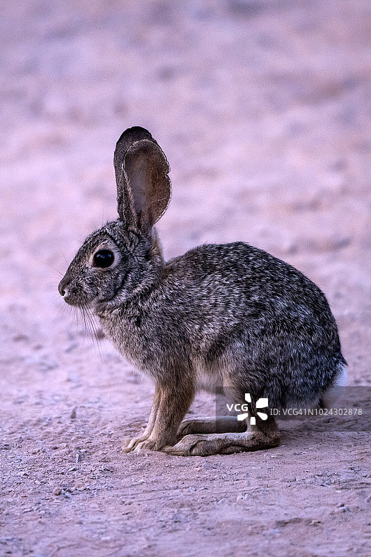 沙漠棉尾兔图片素材
