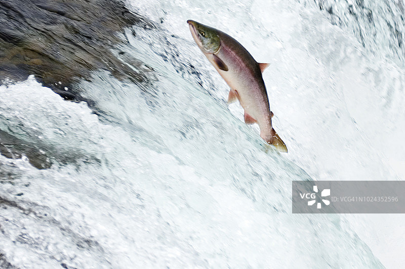 跃过瀑布的红鲑鱼图片素材