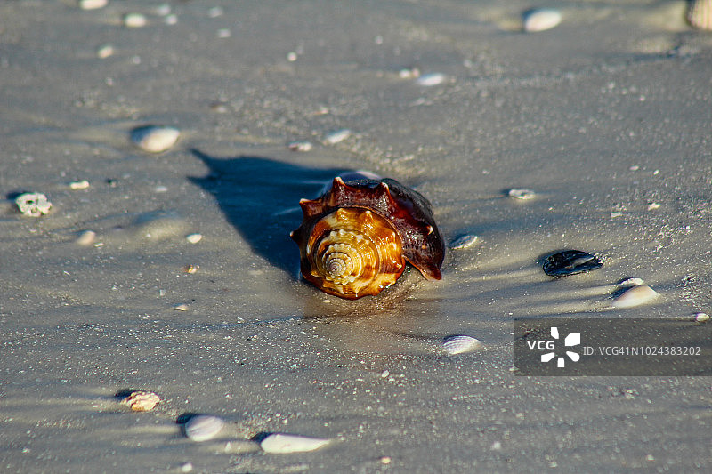 海滩上的贝壳图片素材